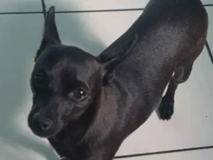 Cachorro raça SRD-ViraLata idade 1 ano nome Tá como Caverinha,mais pessoa q for querer pode colocá-lo 