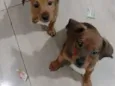 Mila e Mel