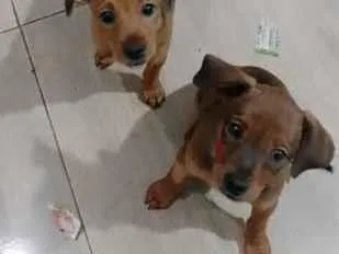 Cachorro raça SRD-ViraLata idade 2 a 6 meses nome Mila e Mel