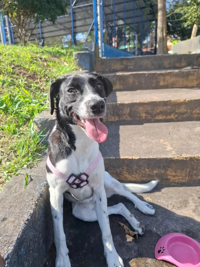 Cachorro raça SRD-ViraLata idade 7 a 11 meses nome Belinha