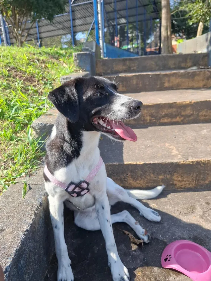 Cachorro raça SRD-ViraLata idade 7 a 11 meses nome Belinha