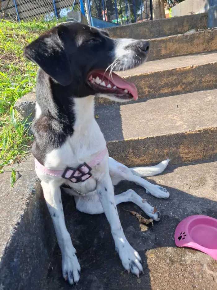 Cachorro raça SRD-ViraLata idade 7 a 11 meses nome Belinha