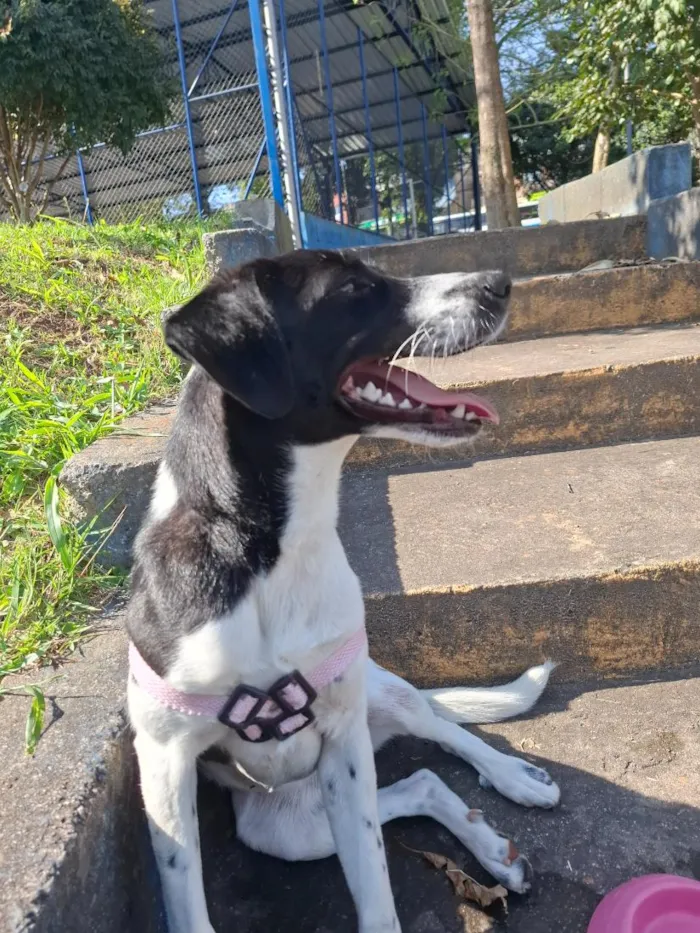 Cachorro raça SRD-ViraLata idade 7 a 11 meses nome Belinha