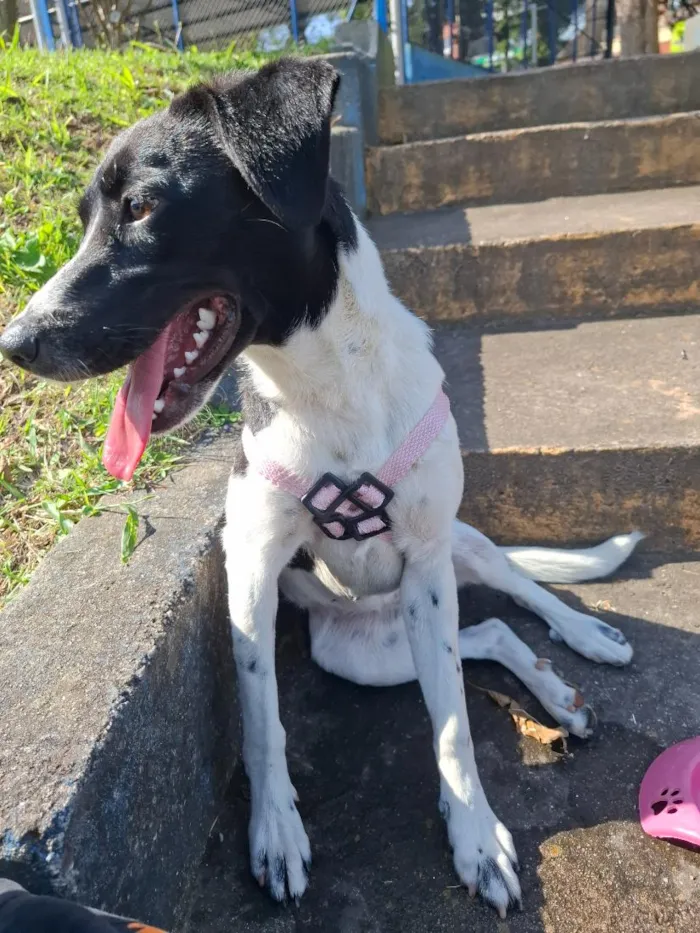 Cachorro raça SRD-ViraLata idade 7 a 11 meses nome Belinha