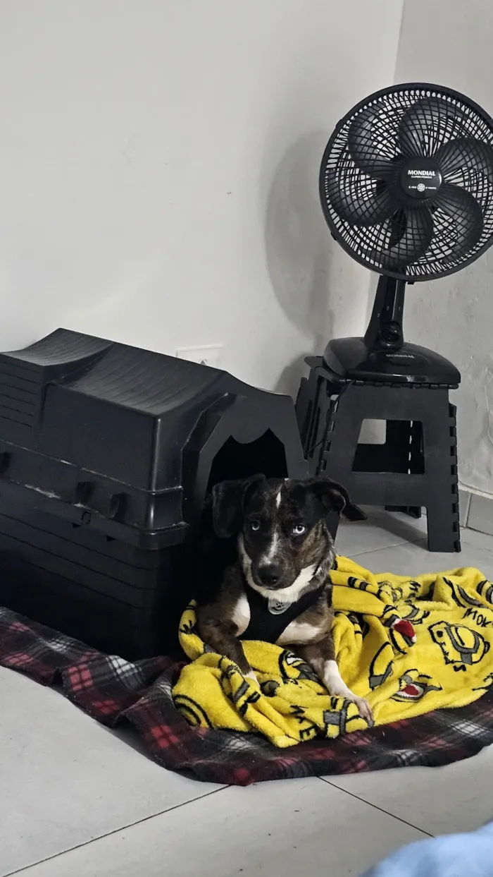 Cachorro raça SRD-ViraLata idade 2 anos nome Catarina