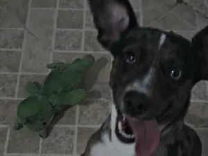 Cachorro raça SRD-ViraLata idade 2 anos nome Catarina