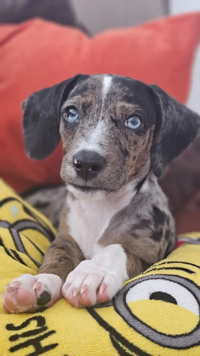 Cachorro raça SRD-ViraLata idade 2 anos nome Catarina