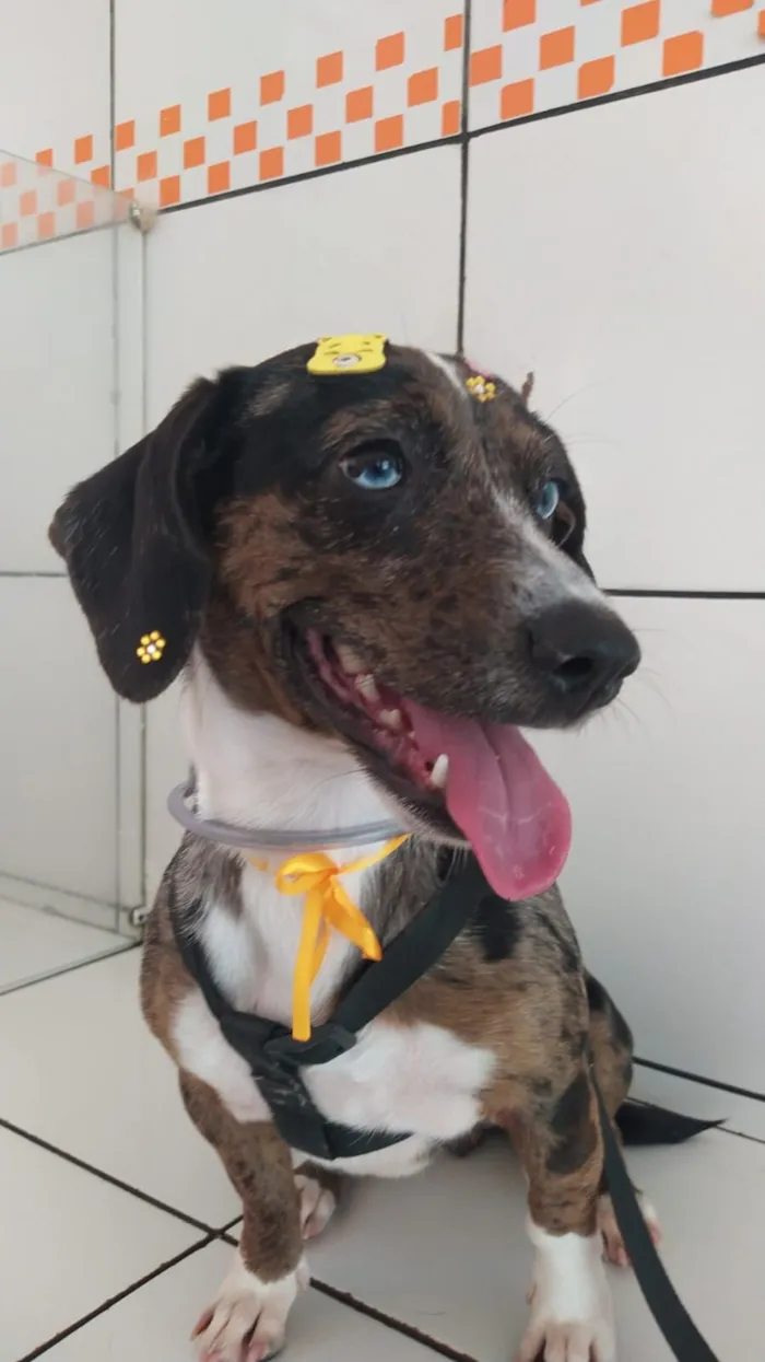 Cachorro raça SRD-ViraLata idade 2 anos nome Catarina