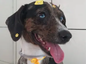 Cachorro raça SRD-ViraLata idade 2 anos nome Catarina