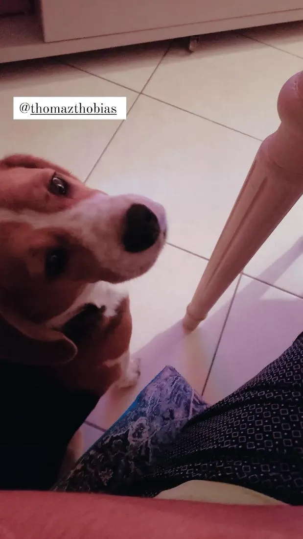Cachorro raça Perdigueiro idade 6 ou mais anos nome Thobias