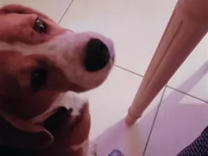 Cachorro raça Perdigueiro idade 6 ou mais anos nome Thobias