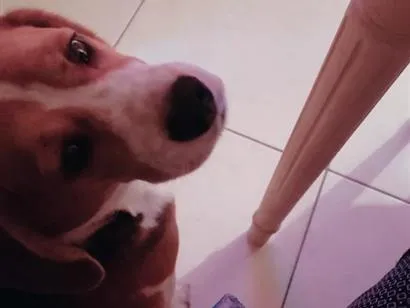 Cachorro raça Perdigueiro idade 6 ou mais anos nome Thobias