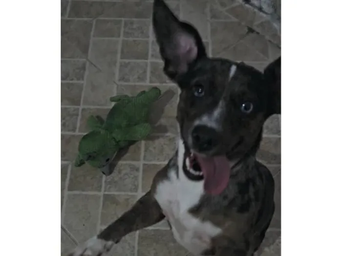 Cachorro raça SRD-ViraLata idade 2 anos nome Catarina