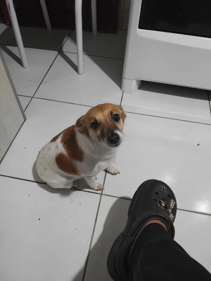 Cachorro raça SRD-ViraLata idade 4 anos nome lese
