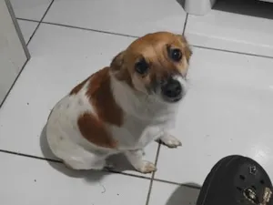 Cachorro raça SRD-ViraLata idade 4 anos nome lese