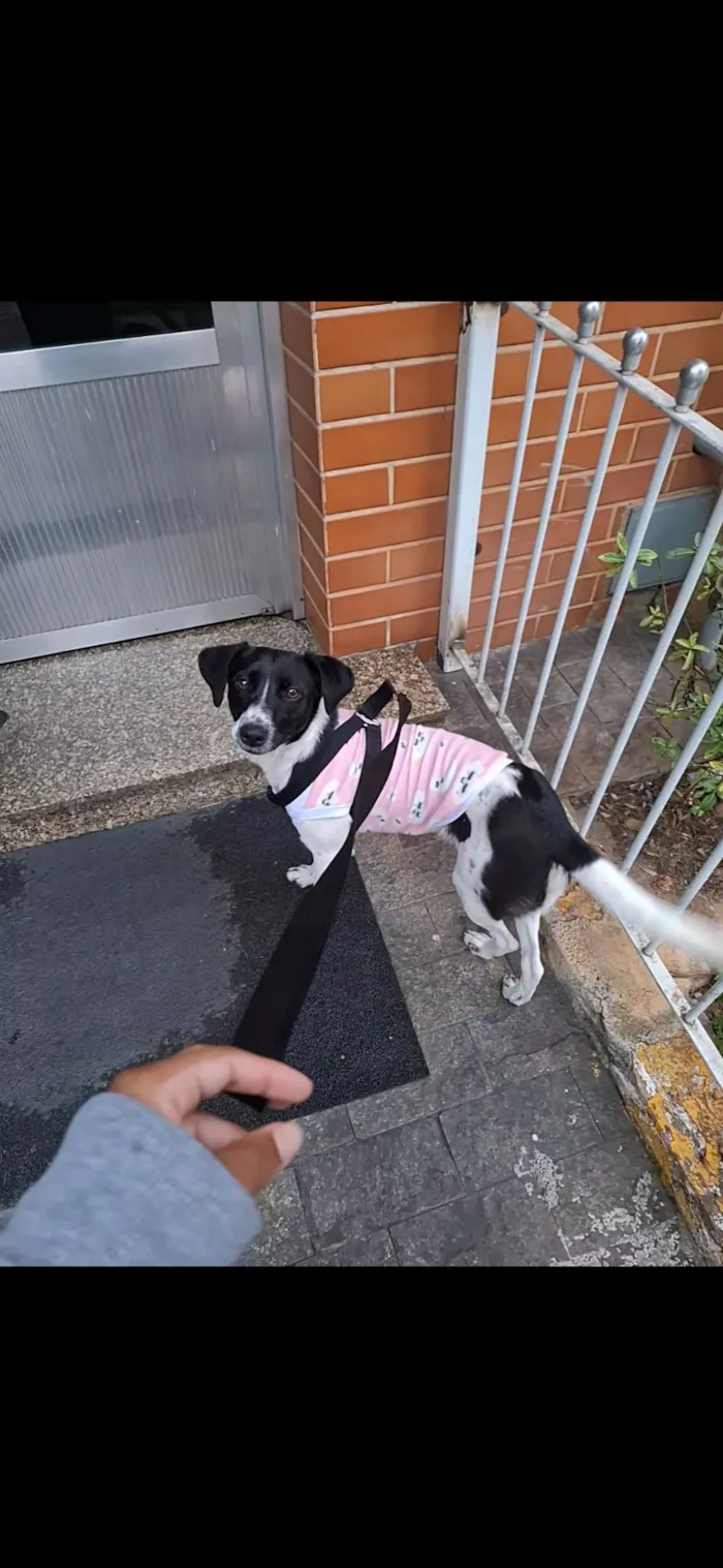 Cachorro raça SRD-ViraLata idade 7 a 11 meses nome Belinha