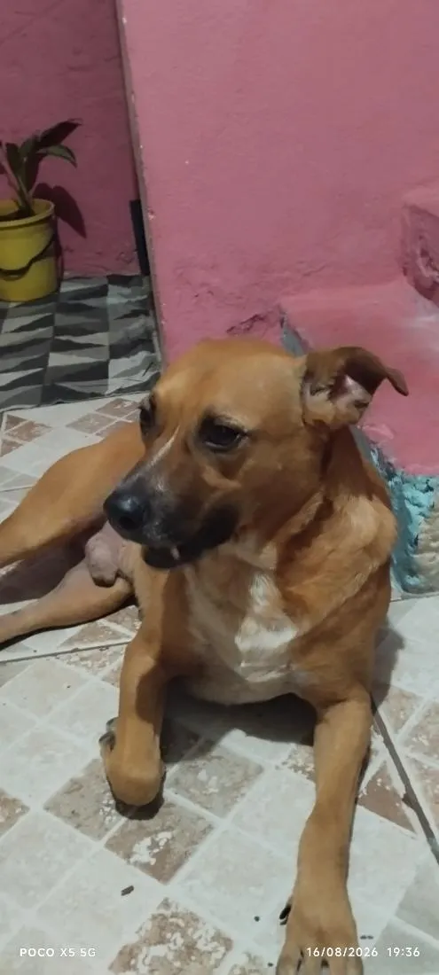 Cachorro raça Pit-Bull idade 3 anos nome Thor