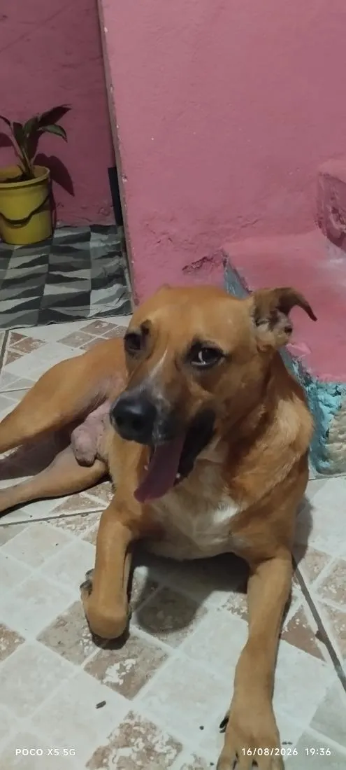 Cachorro raça Pit-Bull idade 3 anos nome Thor