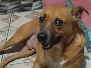 Cachorro raça Pit-Bull idade 3 anos nome Thor