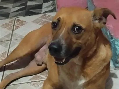 Cachorro raça Pit-Bull idade 3 anos nome Thor