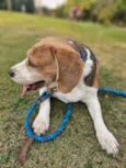 Beagle Thomaz