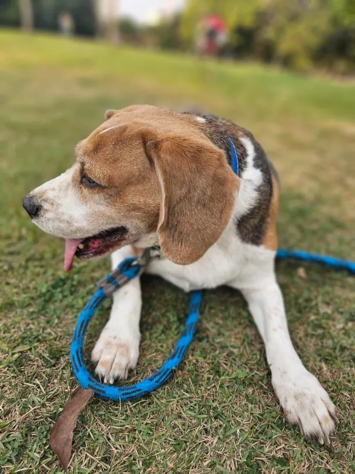 Cachorro raça Perdigueiro idade 6 ou mais anos nome Beagle Thomaz