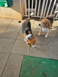 Beagle Thomaz