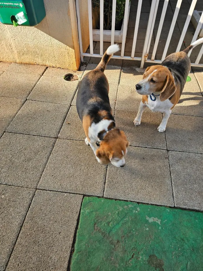 Cachorro raça Perdigueiro idade 6 ou mais anos nome Beagle Thomaz