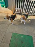 Beagle Thomaz