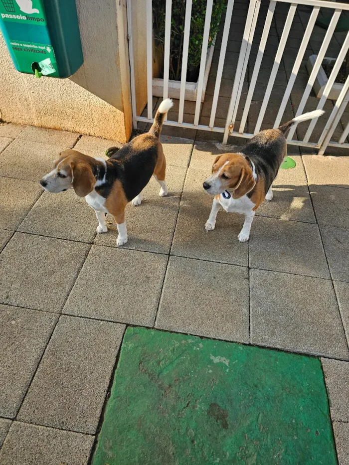 Cachorro raça Perdigueiro idade 6 ou mais anos nome Beagle Thomaz