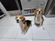 Beagle Thomaz