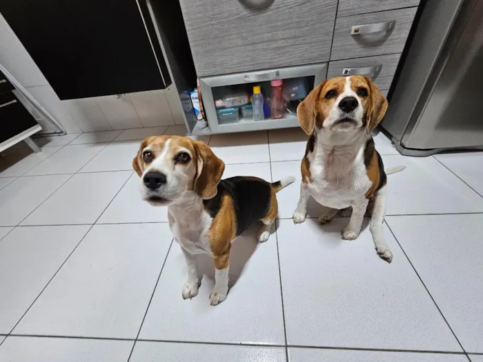 Cachorro raça Perdigueiro idade 6 ou mais anos nome Beagle Thomaz