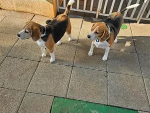 Cachorro raça Perdigueiro idade 6 ou mais anos nome Beagle Thomaz