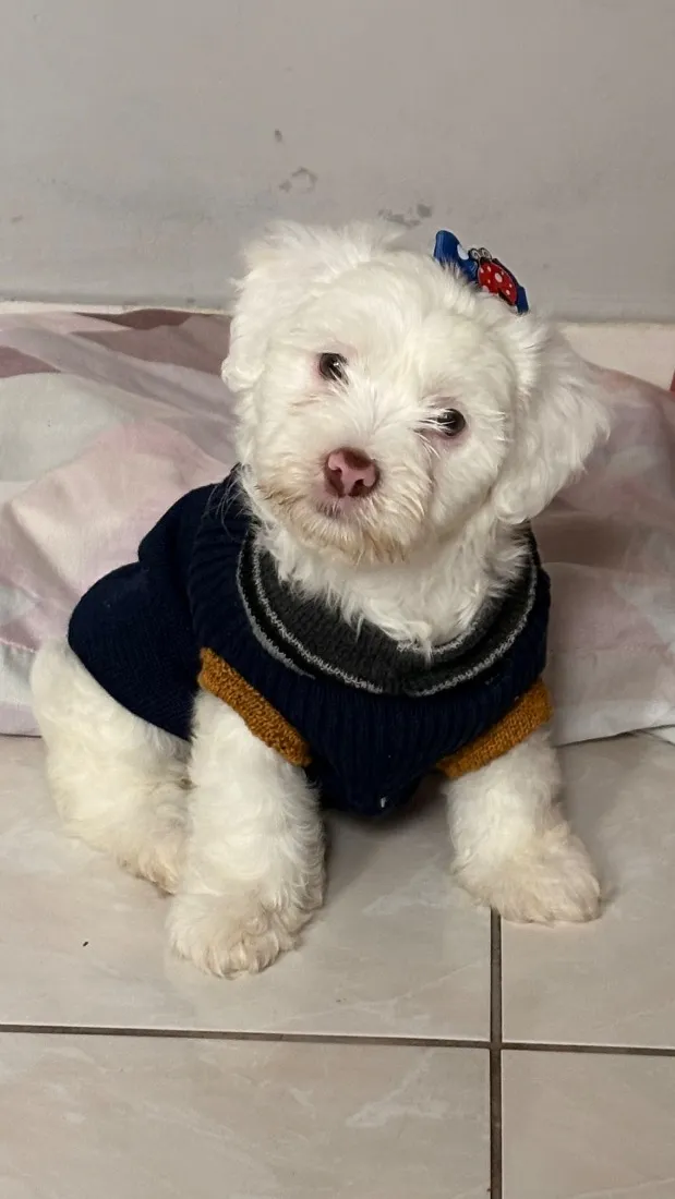 Cachorro raça Lhasa Apso idade 2 a 6 meses nome Neve