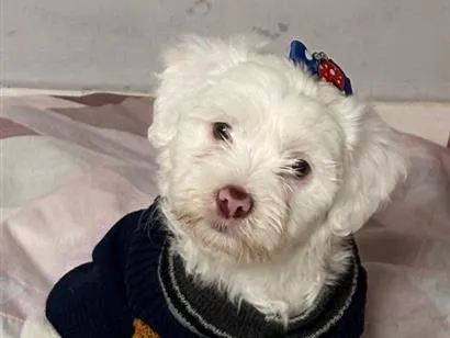 Cachorro raça Lhasa Apso idade 2 a 6 meses nome Neve