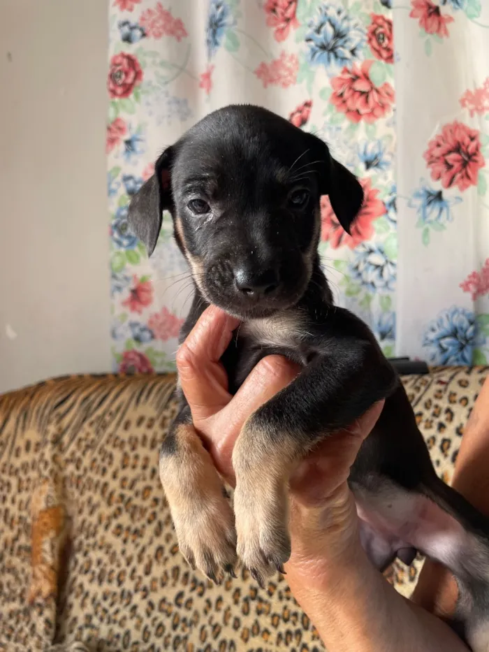 Cachorro raça SRD-ViraLata idade Abaixo de 2 meses nome Sem nome ainda 