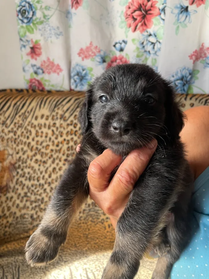 Cachorro raça SRD-ViraLata idade Abaixo de 2 meses nome Ainda sem nome 