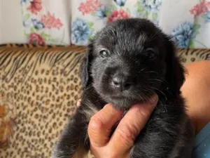 Cachorro raça SRD-ViraLata idade Abaixo de 2 meses nome Ainda sem nome 
