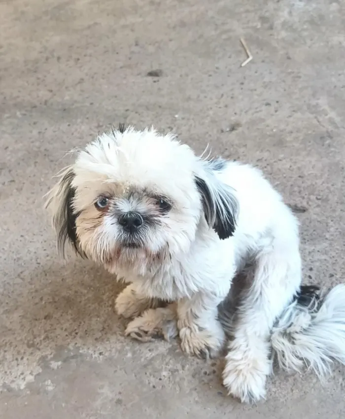 Cachorro raça Shitzu idade 7 a 11 meses nome Jade