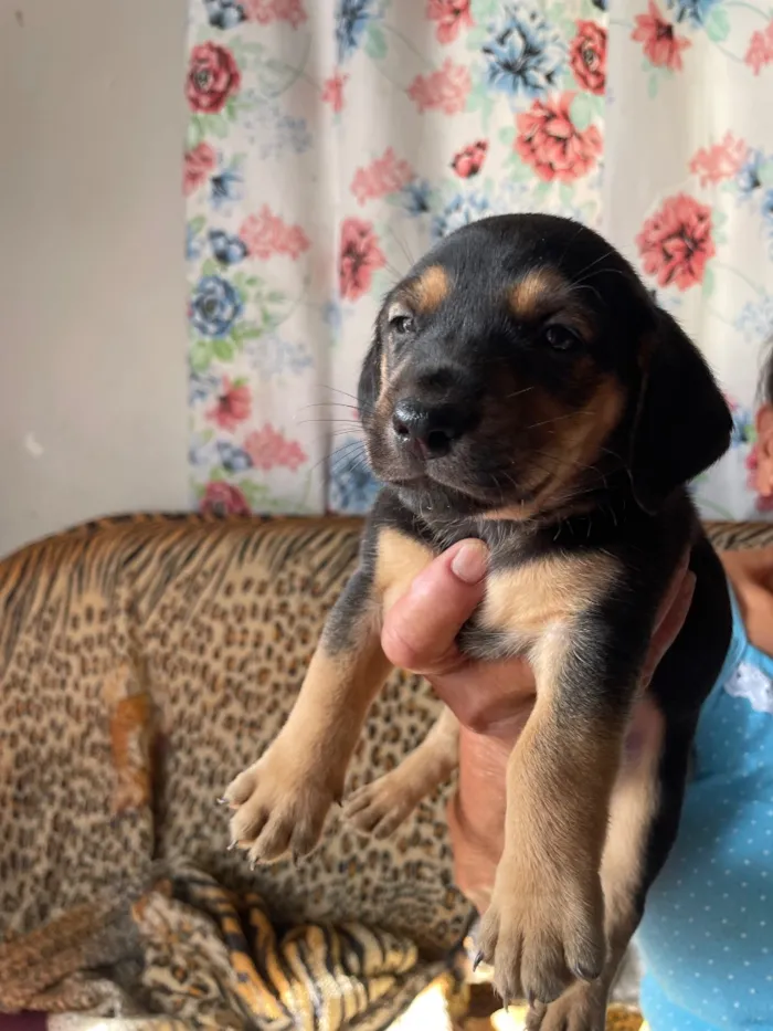 Cachorro raça SRD-ViraLata idade Abaixo de 2 meses nome Ainda sem nome 