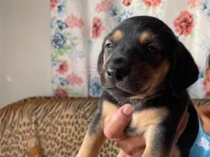 Cachorro raça SRD-ViraLata idade Abaixo de 2 meses nome Ainda sem nome 