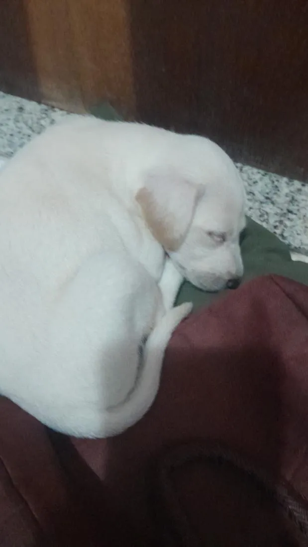 Cachorro raça Labrador idade Abaixo de 2 meses nome Sol