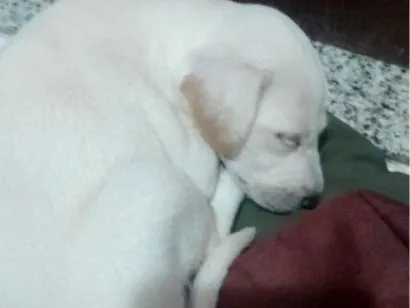 Cachorro raça Labrador idade Abaixo de 2 meses nome Sol