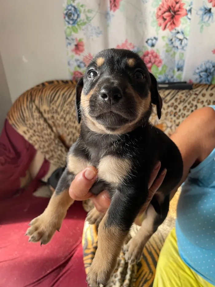 Cachorro raça SRD-ViraLata idade Abaixo de 2 meses nome Ainda sem nome 