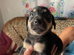 Cachorro raça SRD-ViraLata idade Abaixo de 2 meses nome Ainda sem nome 