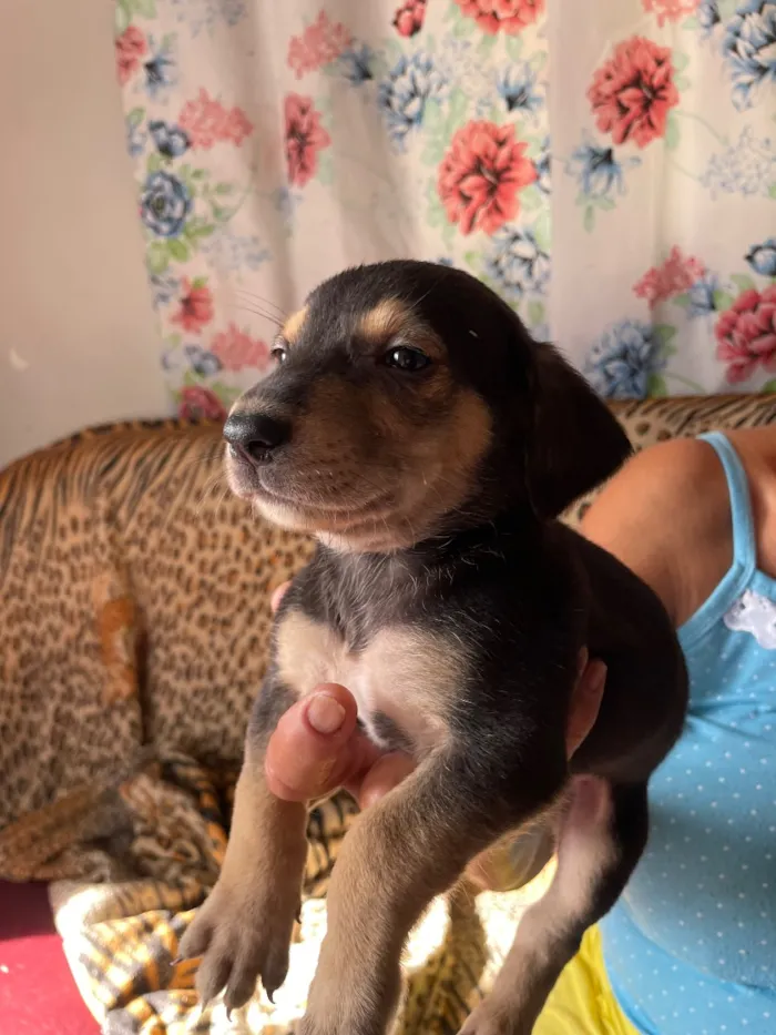 Cachorro raça SRD-ViraLata idade Abaixo de 2 meses nome Ainda não tem nome