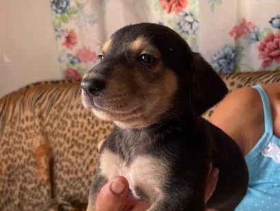 Cachorro raça SRD-ViraLata idade Abaixo de 2 meses nome Ainda não tem nome