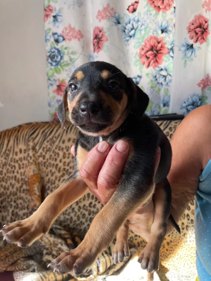 Cachorro raça SRD-ViraLata idade Abaixo de 2 meses nome Ainda sem nome