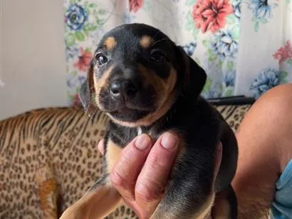 Cachorro raça SRD-ViraLata idade Abaixo de 2 meses nome Ainda sem nome
