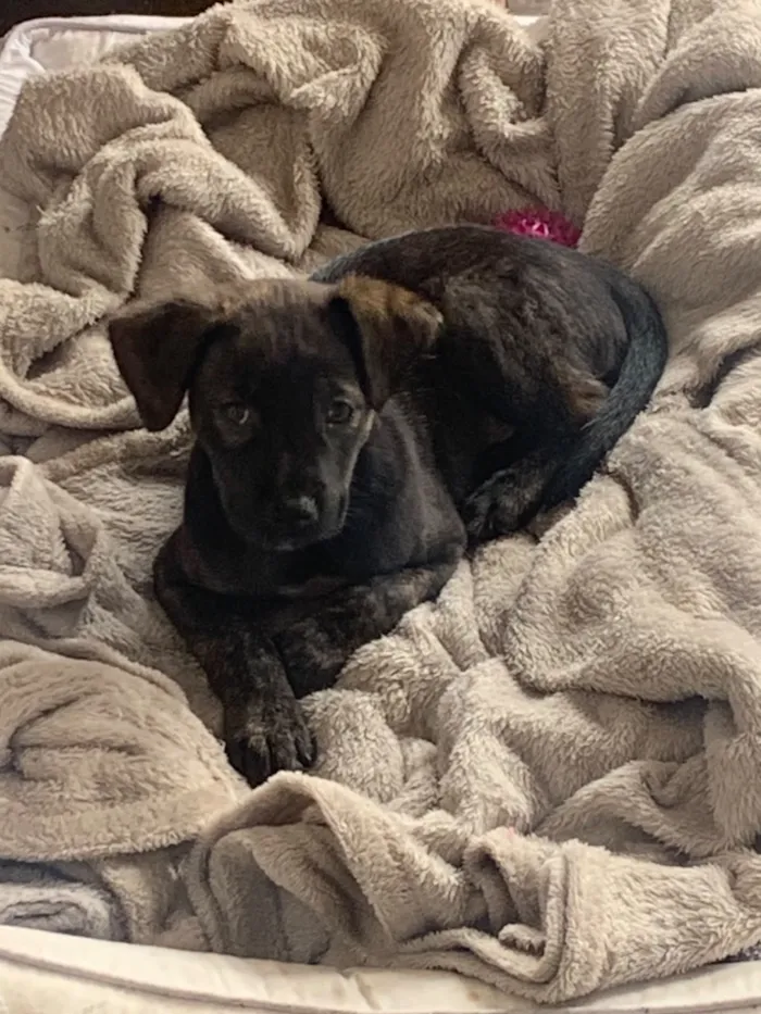 Cachorro raça SRD-ViraLata idade 2 a 6 meses nome sem nome 